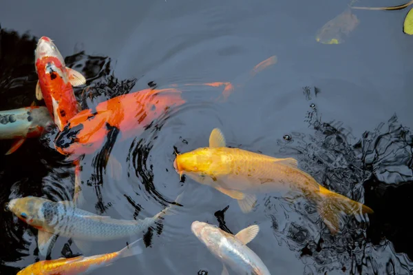 Koi Fish Swimming Pond Ikan Koi Water Ikan Berwarna — Stok Foto