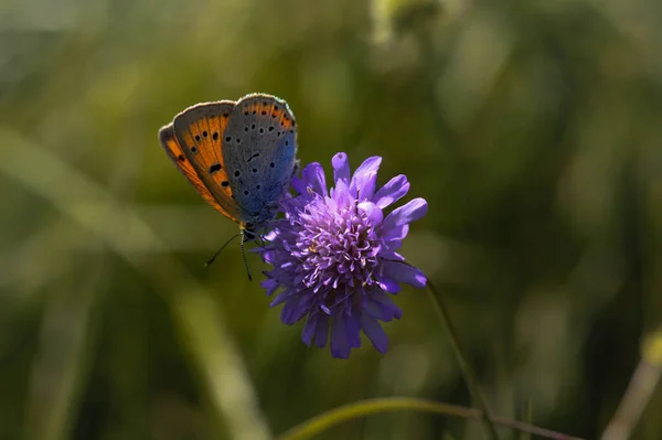 Mor Kır Çiçeğindeki Turuncu Mavi Kelebek Doğal Arka Plan — Stok fotoğraf
