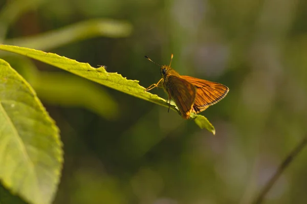 Mały Szyper Motyl Miedziana Ćma Zielonym Liściu Dzikim Naturalnym Tle — Zdjęcie stockowe