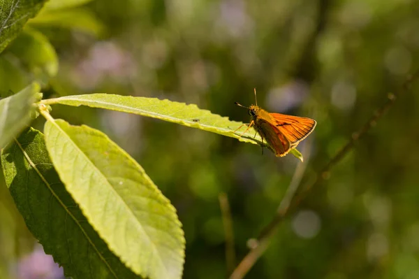 Borboleta Capitão Pequeno Traça Cobre Uma Folha Verde Fundo Natural — Fotografia de Stock