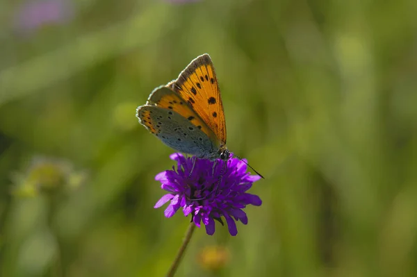Pomarańczowy Niebieski Motyl Purpurowym Dzikim Kwiatku Naturze Naturalne Tło — Zdjęcie stockowe