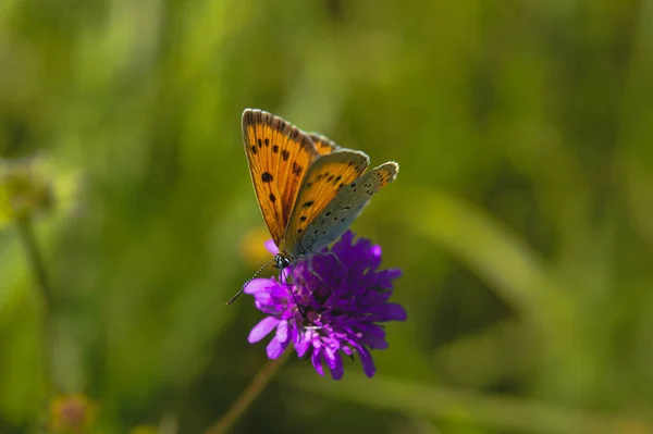 Pomarańczowy Niebieski Motyl Purpurowym Dzikim Kwiatku Naturze Naturalne Tło — Zdjęcie stockowe