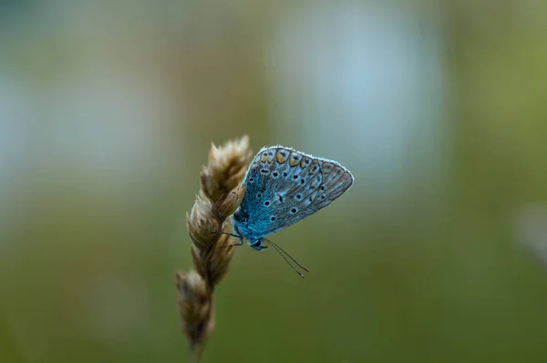 Mały Niebieski Motyl Roślinach Przyrodzie Naturalne Tło — Zdjęcie stockowe