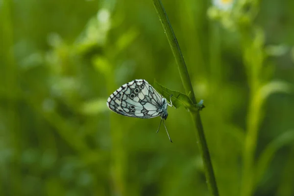 Bianco Nero Farfalla Bianca Marmorizzata Natura Una Pianta Sfondo Naturale — Foto Stock