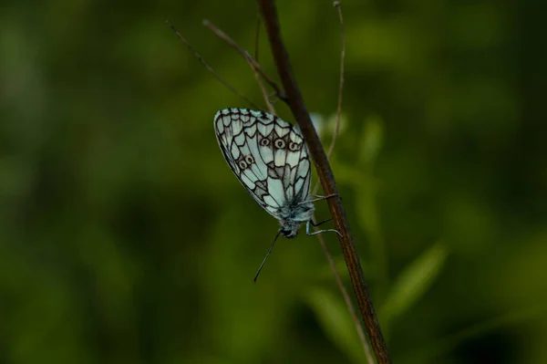 Μαύρο Και Άσπρο Μαρμαροειδής Λευκή Πεταλούδα Στην Άγρια Φύση Ένα — Φωτογραφία Αρχείου
