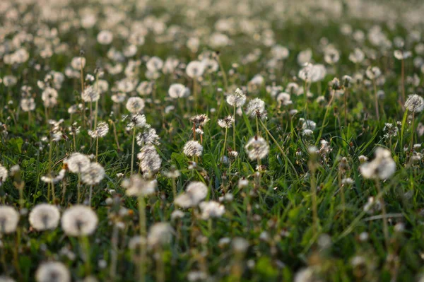 Maskrosfält Vilda Blommor Naturen Fluffiga Blommor — Stockfoto
