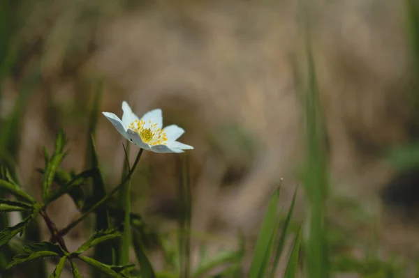 Anémona Madera Entorno Natural Salvaje Pequeña Flor Silvestre Primavera Temprana —  Fotos de Stock