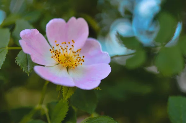 Dog rose in nature, blooming soft pink flower. Wild rose.