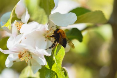 Bumblebee doğada çalışıyor, beyaz bir çiçekte arı..