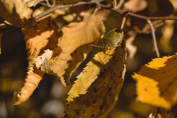 Green Shield Bug Nature Leaf Autumn Nature Photograph Small Green — Stock Photo, Image