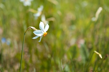 Şair narsisttir, nergis doğada. Doğada nadir bulunan beyaz kır çiçeği.