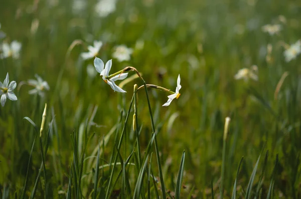 Dichternarzisse Narzissen Freier Wildbahn Zwei Weiße Seltene Wildblumen Der Natur — Stockfoto