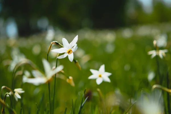 Narcisse Poète Jonquille Sauvage Fleurs Sauvages Rares Blanches Dans Nature — Photo