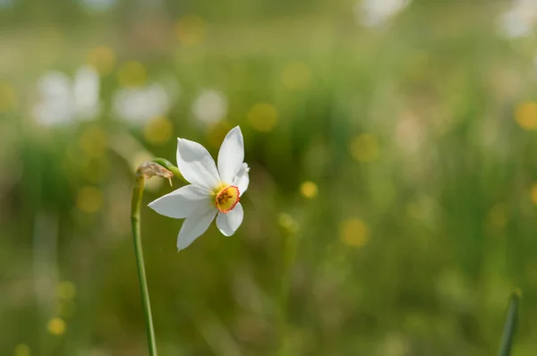 Narcisse Poète Jonquille Sauvage Fleurs Sauvages Rares Blanches Dans Nature — Photo