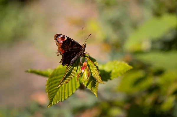 孔雀蝴蝶 Aglais 在野外的树枝上 闭着翅膀 黑兹尔树叶 — 图库照片