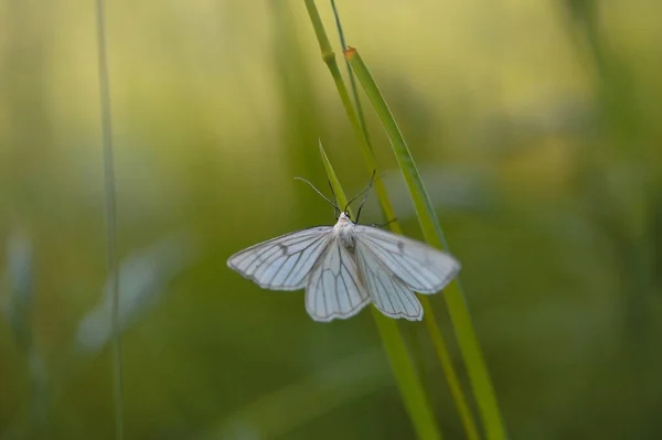 Black Veined Moth White Moth White Butterfly Nature Green Background — Stock Photo, Image