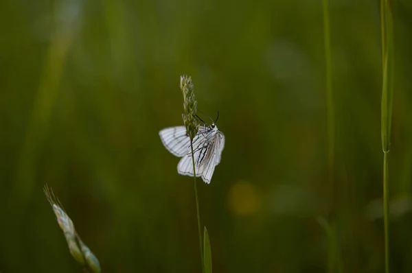 Чорно Зелена Метелик Біла Метелик Природі Зелений Фон Горизонтальний Макрос — стокове фото