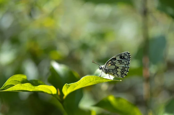 Marmurkowy Biały Motyl Zielonym Liściu Czarno Biały Motyl Makro Poziomy — Zdjęcie stockowe