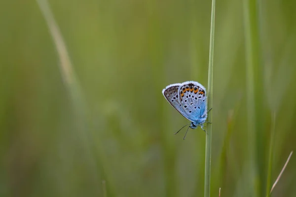 Borboleta Azul Pequena Selvagem Perto Com Manchas Laranja Preto Traça — Fotografia de Stock