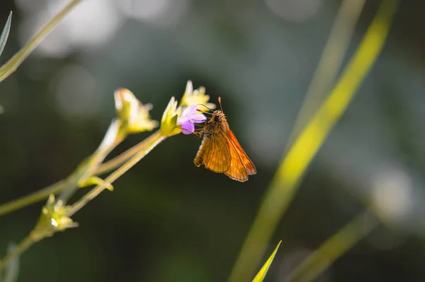 Skipper Motyl Maleńka Miedziana Ćma Fioletowym Kwiatku Pomarańczowy Motyl Dzikim — Zdjęcie stockowe