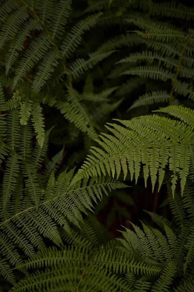 要旨緑のシダの葉の質感 自然背景 熱帯の葉 — ストック写真