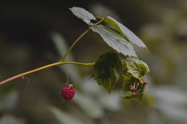Rote Himbeere Der Natur Rote Beere Auf Einem Zweig Blätter — Stockfoto