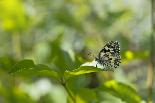 Borboleta Branca Marmorizada Uma Folha Verde Macro Borboleta Preta Branca — Fotografia de Stock