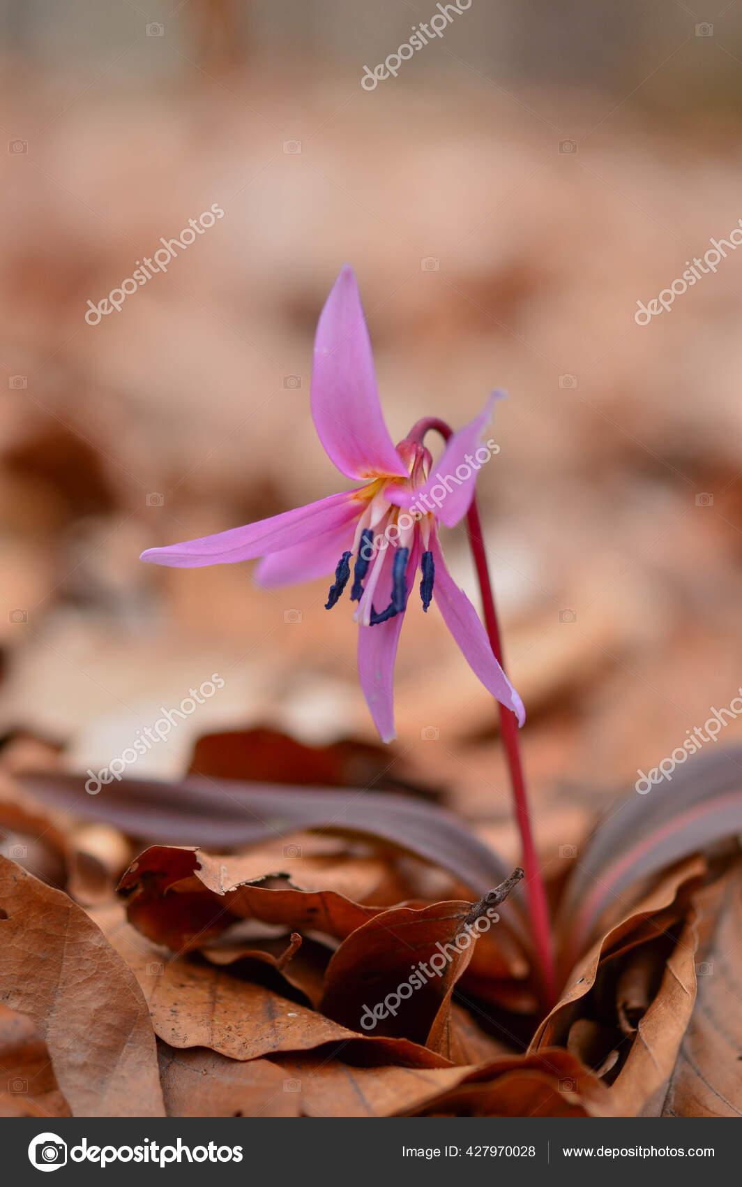 Dogtooth Violet Dogs Tooth Violet Late Winter Early Spring Plant Stock Photo Image By C Naturecrumbs Dogtooth Violet Dogs Tooth Violet Late Winter Early Spring Plant Stock Photo Image By C Naturecrumbs