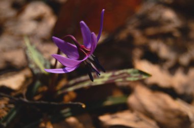 Köpek dişi menekşesi ya da köpek dişi menekşesi, kış sonu ya da ilkbahar bitkisi leylak çiçeği, ovat ya da mızrak yaprağı, beyaz ampul, latin eritrosonyum mağaraları, kani familyası
