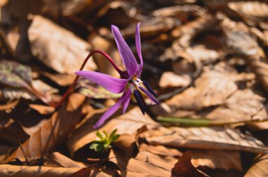 Köpek dişi menekşesi ya da köpek dişi menekşesi, kış sonu ya da ilkbahar bitkisi leylak çiçeği, ovat ya da mızrak yaprağı, beyaz ampul, latin eritrosonyum mağaraları, kani familyası