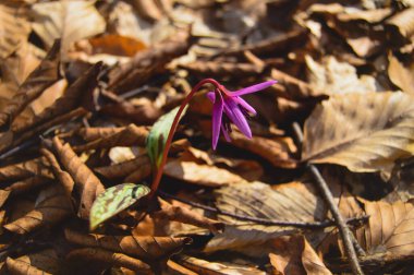 Köpek dişi menekşesi ya da köpek dişi menekşesi, kış sonu ya da ilkbahar bitkisi leylak çiçeği, ovat ya da mızrak yaprağı, beyaz ampul, latin eritrosonyum mağaraları, kani familyası