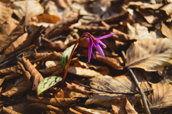 Köpek dişi menekşesi ya da köpek dişi menekşesi, kış sonu ya da ilkbahar bitkisi leylak çiçeği, ovat ya da mızrak yaprağı, beyaz ampul, latin eritrosonyum mağaraları, kani familyası