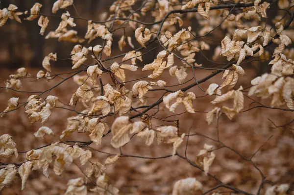 Dry Leaves Nature Autumn Nature — Stock Photo, Image