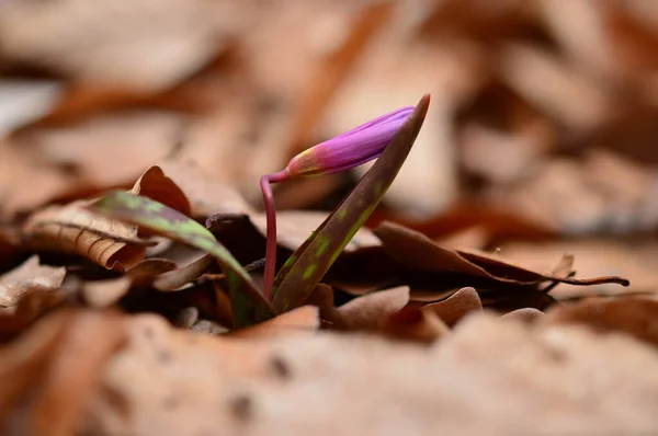 Dogtooth Violeta Cães Dente Violeta Final Inverno Início Primavera Planta — Fotografia de Stock