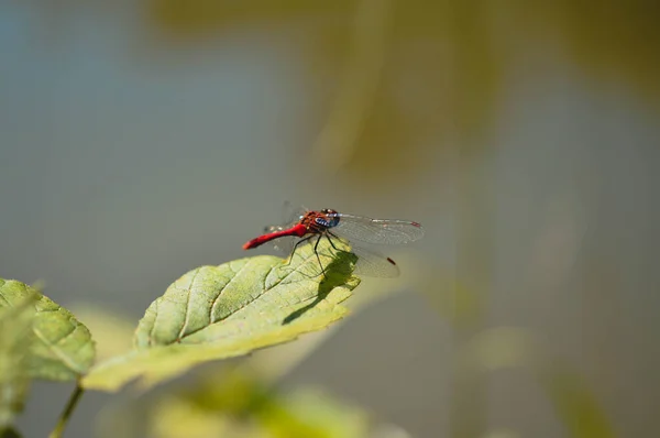 Libélula Vermelha Uma Folha Verde Foto Macro Selvagem Fundo Natural — Fotografia de Stock