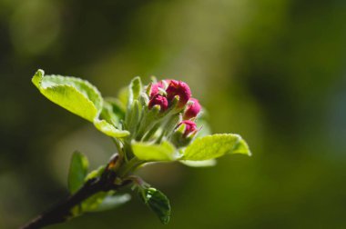 Pink blooming flowers, spring nature