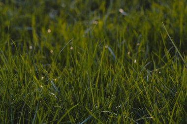 Taze yeşil çimen arka planı