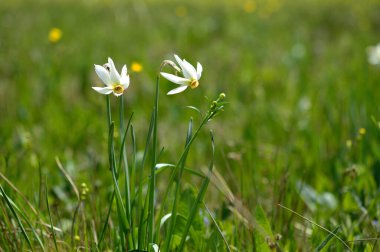 Poet's narcissus, two daffodil flowers in the wild. White rare wildflower in nature.