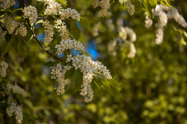 Blooming Tree White Spring Flowers — Stock Photo, Image