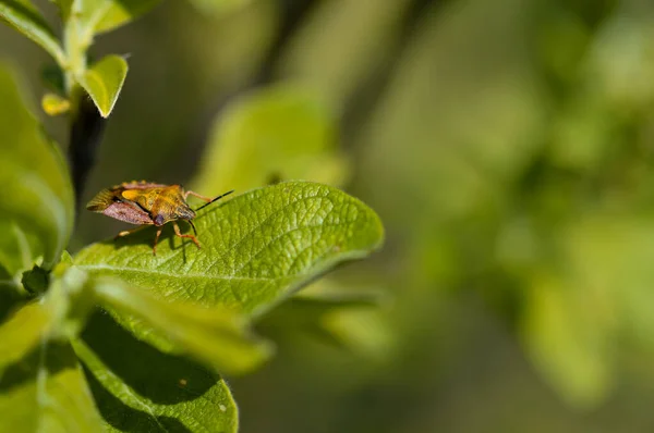 Σφάλμα Bug Ένα Πράσινο Φύλλο Κοντά Στη Φύση — Φωτογραφία Αρχείου