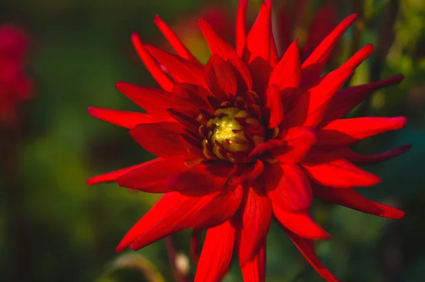 Fleur Dahlia Rouge Gros Plan Fleur Jardin Rouge — Photo