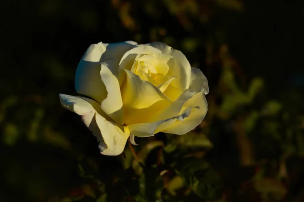 Желтая Роза Саду — стоковое фото