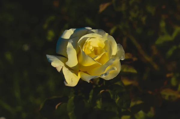 Yellow Rose Garden — Stock Photo, Image