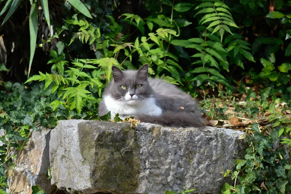 Gato Mal Humorado Cinza Branco Relaxando Uma Rocha Folhas Verdes — Fotografia de Stock