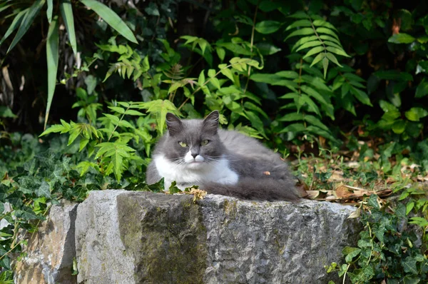 Gris Blanco Gruñón Gato Relajante Una Roca Hojas Verdes Fondo — Foto de Stock