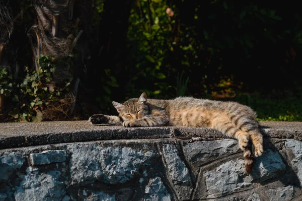 Chat Mignon Extérieur Sur Pose Rue Chat Avec Des Rayures — Photo