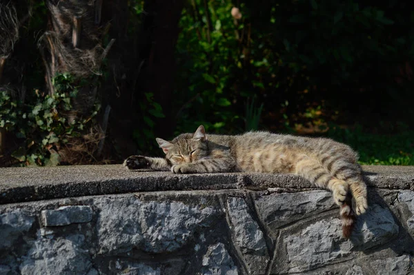 Cute Cat Outdoors Street Laying Cat Stripes — Stock Photo, Image