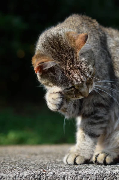 かわいい猫の肖像画屋外 茶色の猫の緑の背景 — ストック写真