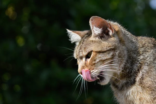 かわいい猫の肖像画屋外 茶色の猫の緑の背景 — ストック写真