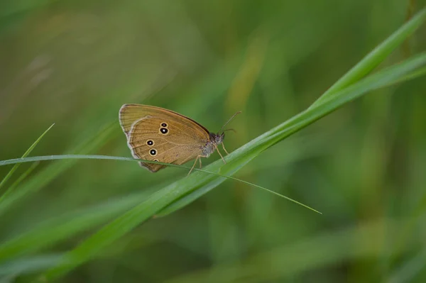 Ringlet Motyl Zielonej Rośliny Dzikim Makro Zamknąć Zielone Tło Motyl — Zdjęcie stockowe